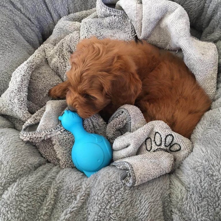 red toy cavoodle for sale