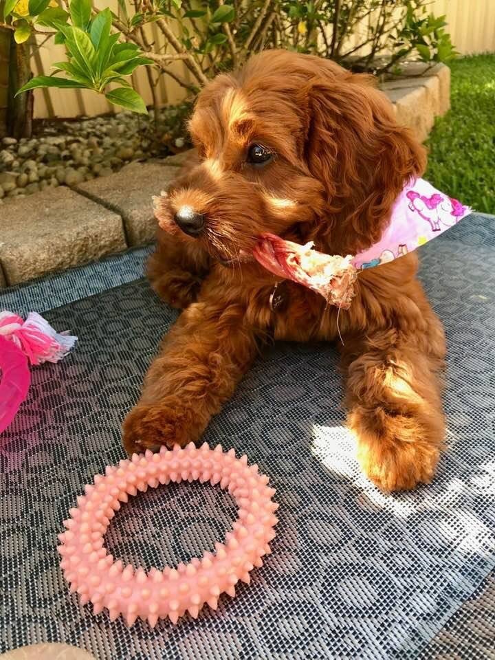 brown female cavoodle
