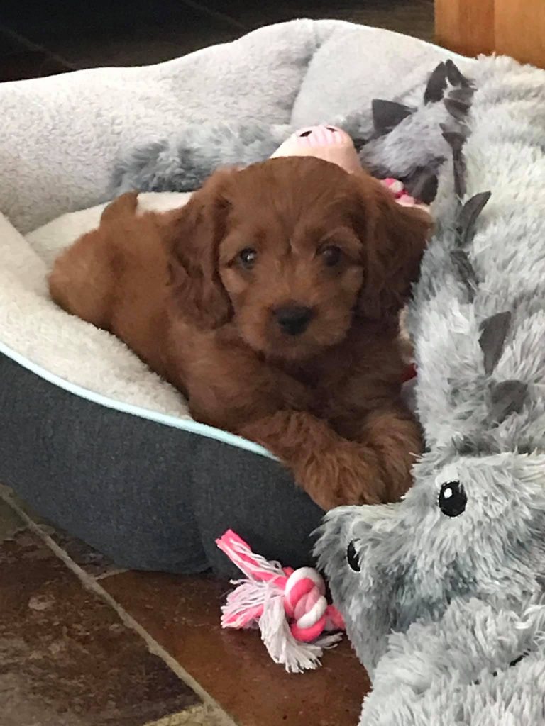 brown male cavoodle