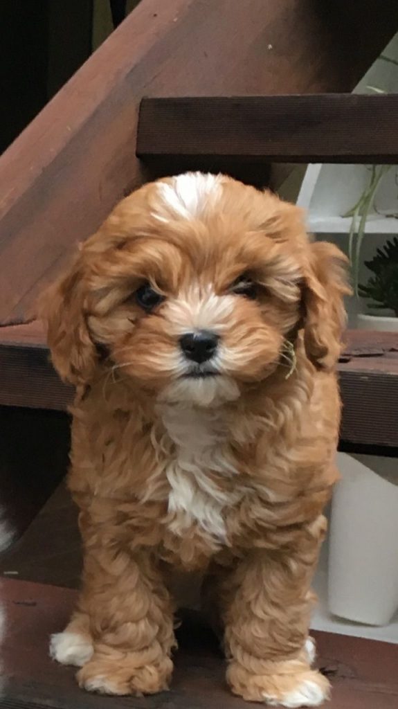 red and white cavoodle