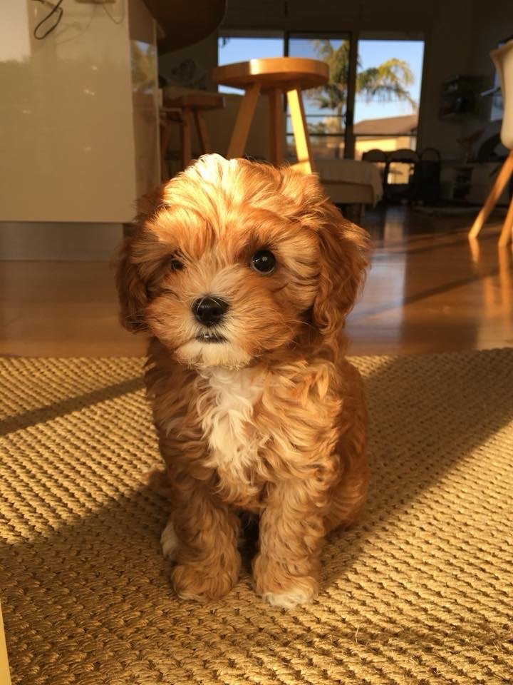 red and white toy cavoodle