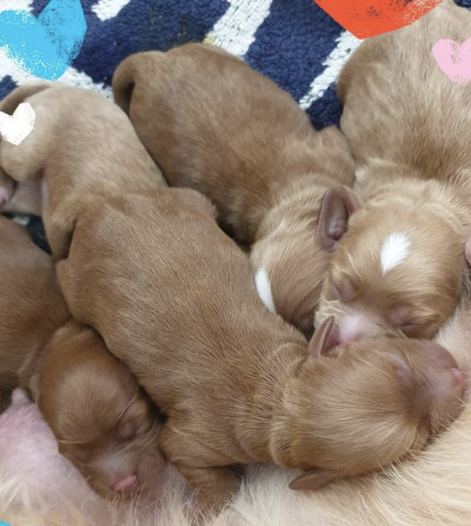 red cavoodle litter