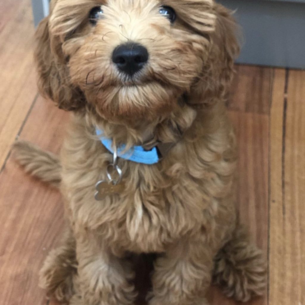 DNA tested cavoodle