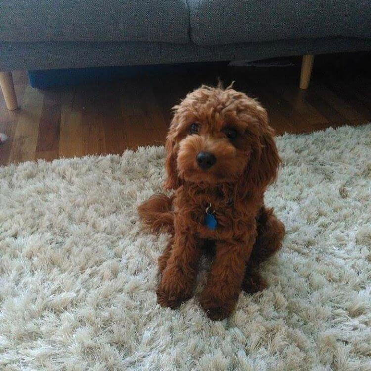 red toy cavoodle